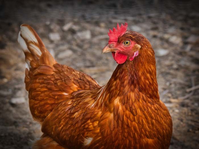 camping-leanou-mousterlin-fouesnant-poules
